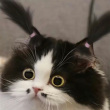 ͷ��