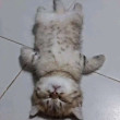 ͷ