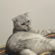 ͷ��