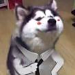 ͷ
