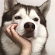 ͷ