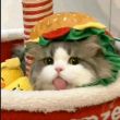 ͷ��