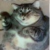 ͷ��