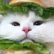 ͷ��