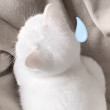 ͷ