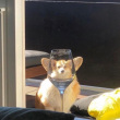 ͷ��