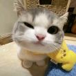 ͷ��