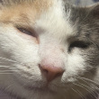 ͷ��