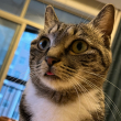 ͷ��