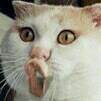 ͷ