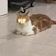 ͷ
