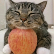 ͷ��