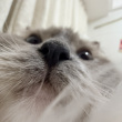 ͷ��