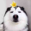 ͷ��