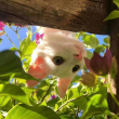 ͷ��