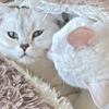 ͷ