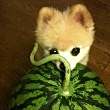 ͷ
