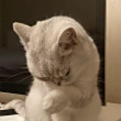 ͷ