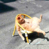 ͷ��
