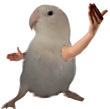 ͷ