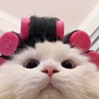 ͷ