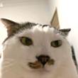 ͷ
