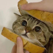 ͷ��