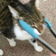 ͷ��