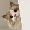 ͷ