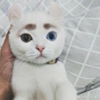 ͷ