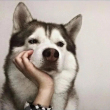 ͷ