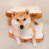 ͷ��
