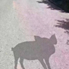 ͷ