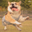 ͷ��