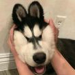 ͷ��