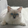 ͷ��