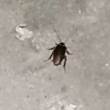 ͷ