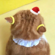 ͷ��