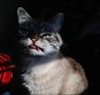 ͷ