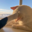 ͷ��