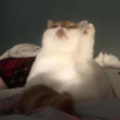 ͷ��
