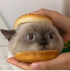 ͷ