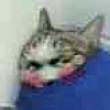 ͷ