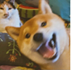 ͷ