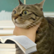 ͷ��