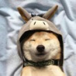 ͷ��