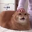 ͷ