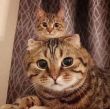 ͷ��