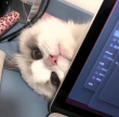 ͷ��