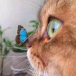 ͷ��